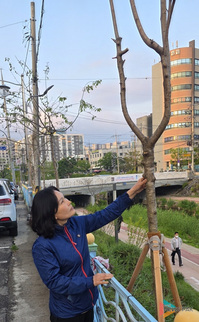수원천 유천교 일대, 김은경 의원 주도로 500그루 나무 심어 '안전하고 아름다운 하천' 조성 박차