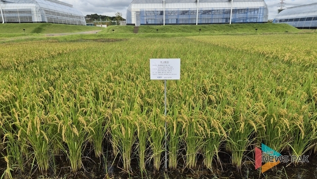 [기획] 화성시 쌀 정책 '기로'…'수향미 독점 계약' 만료 2032년, "로열티 없는 新품종 확보가 최대 숙제"
