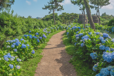 제주 허브동산이 수국 축제 기간을 맞아 6월 1일부터 진행했던 얼리버드 이벤트를 7월 31일까지 연장한다