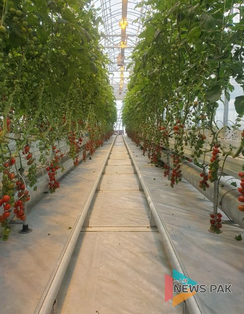 시설원예 스마트팜 모습