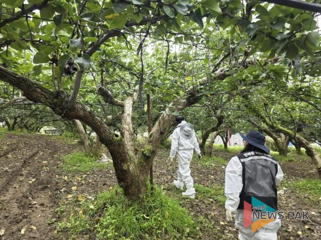 화성시농업기술센터 및 경기도농업기술원 관계자들이 20일 정남면 일원 농가에서 과수화상병 합동예찰을 하고 있다
