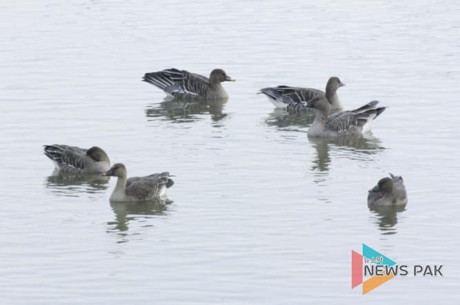 의왕 조류생태과학관, 멸종위기종‘큰기러기’왕송호수에 찾아와