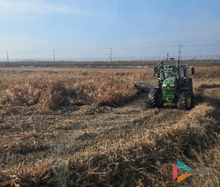 한강하구 자생 갈대 수거
