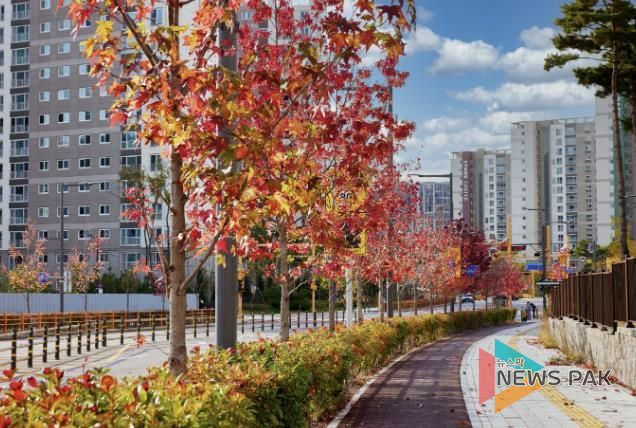 곡선로에 있는 미국풍나무 가로수 단풍 전경