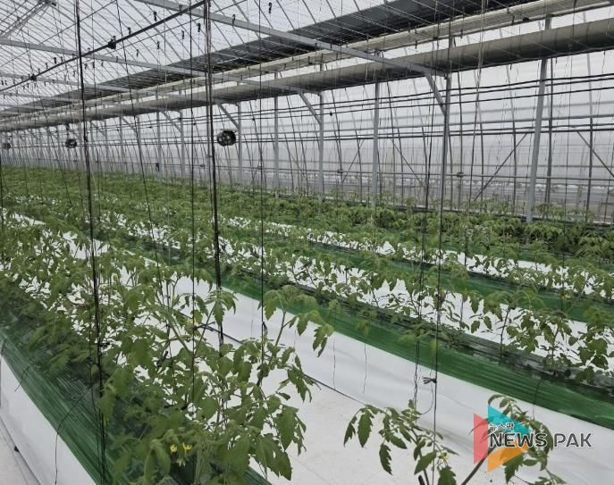 과채류 품질향상 사업을 지원받은 딸기 재배 농가의 모습