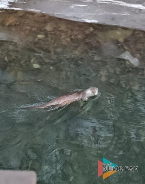 수달_안양 서혜주 제공