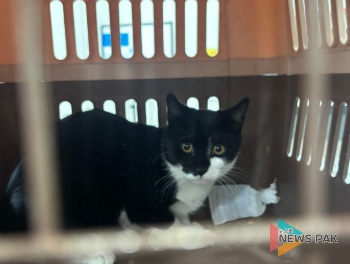 중성화 수술을 위해 포획된 길고양이.