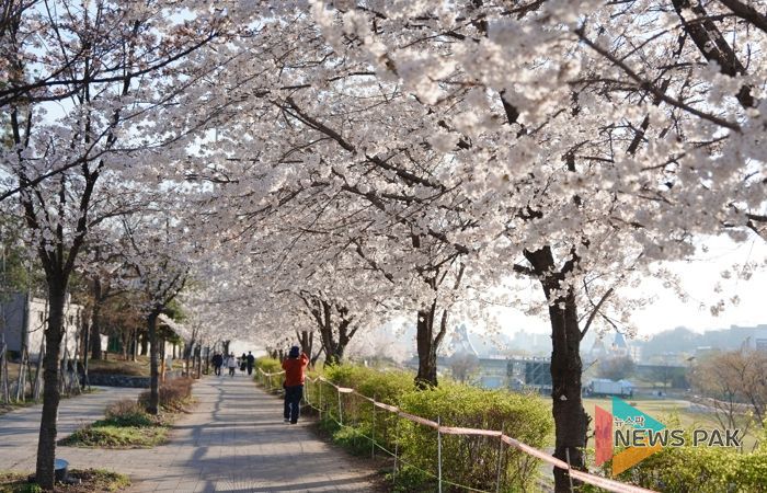 오산천 벚꽃축제 성료…봄밤 수놓은 빛과 공연
