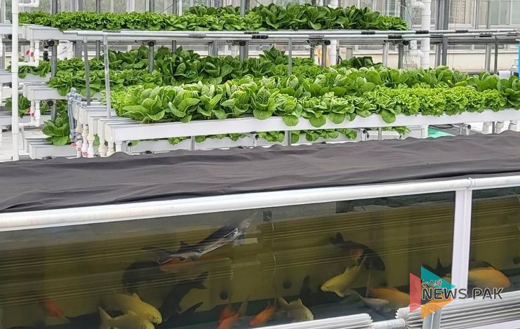 경기도농업기술원, ‘아쿠아포닉스 상추 친환경 관리 매뉴얼’ 발간