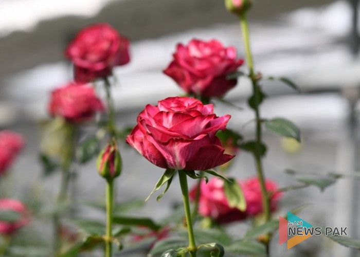 신품종 스타가넷 모습