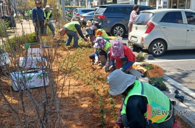 고양시 일산서구, 탄중로 녹지대 초화류 식재 완료