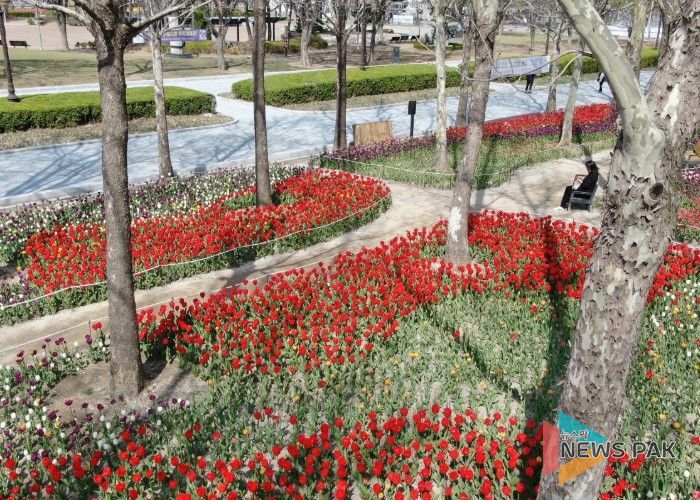 평촌중앙공원 새단장…포장 정비 마치고 봄꽃 ‘활짝’