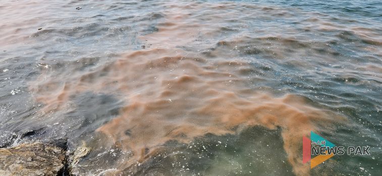 안산 시화나래휴게소 인근 야광충 집적 현황